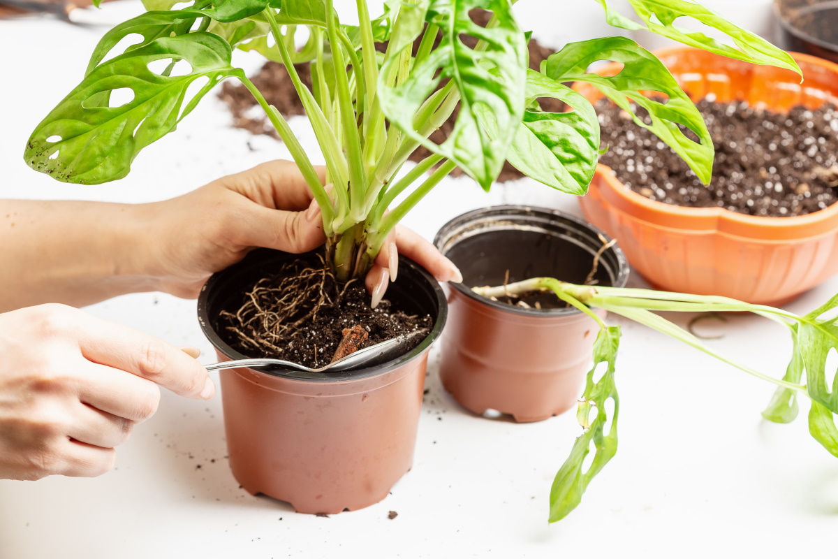 How to Repot a Monstera Plant