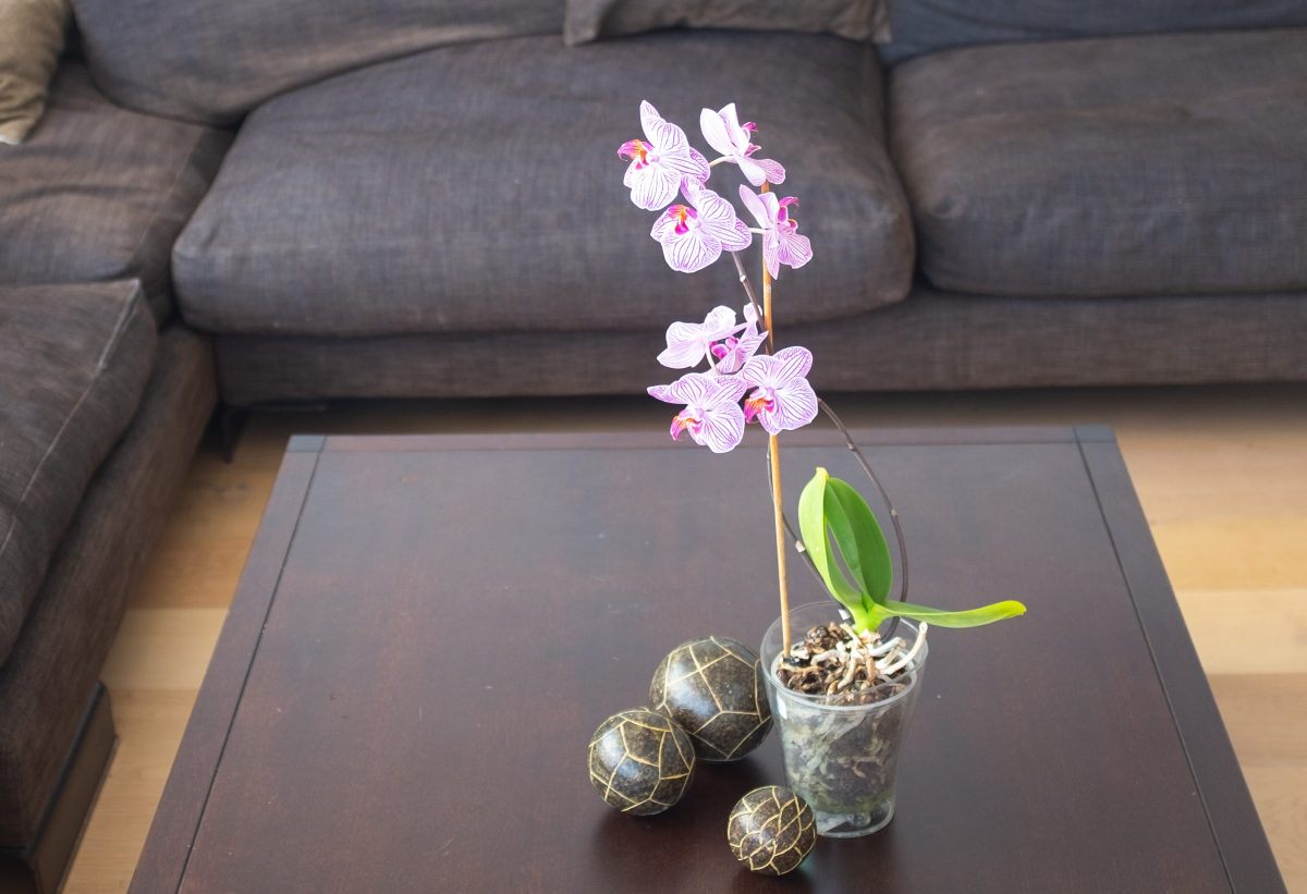 How to Grow Orchids in Water