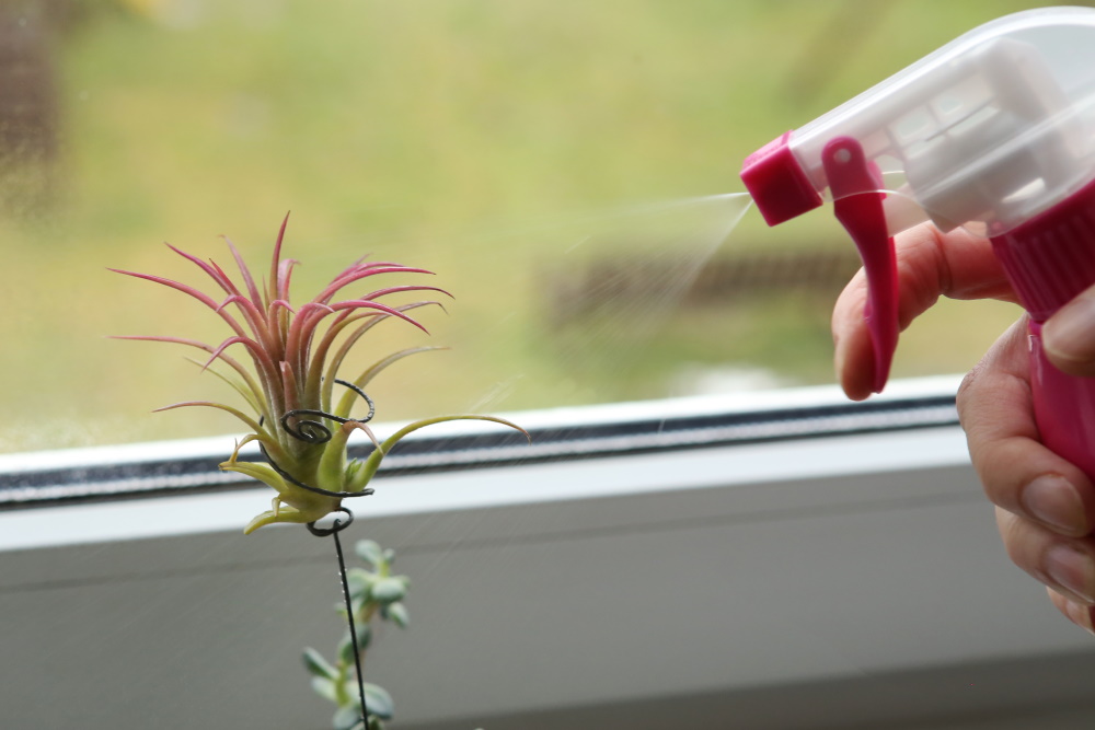 How Long do Air Plants Live & How to Keep Them Alive