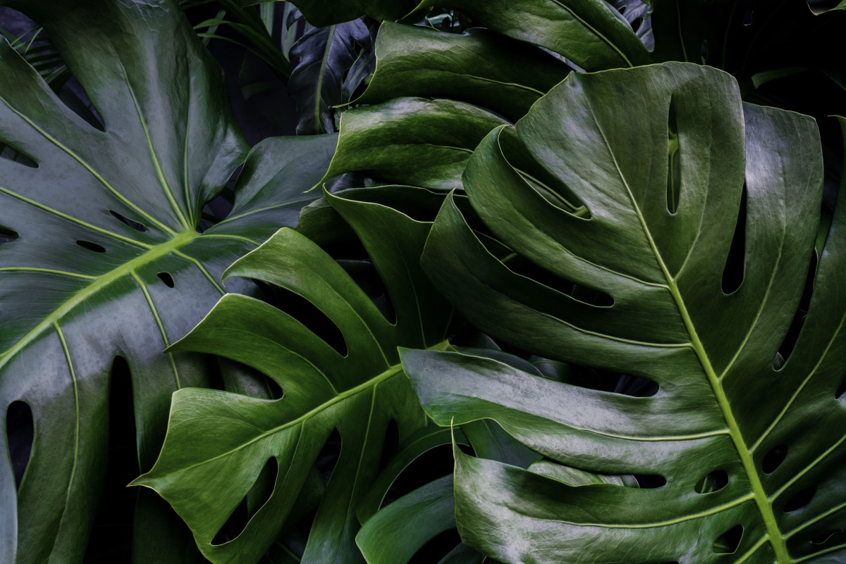 What is a Monstera Plant?