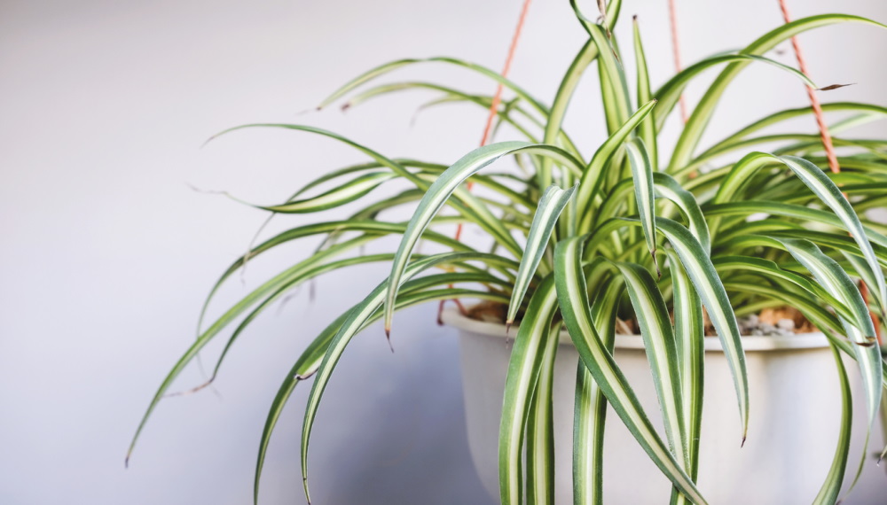 5 Low-Maintenance, Non-Toxic Plants for Your Home