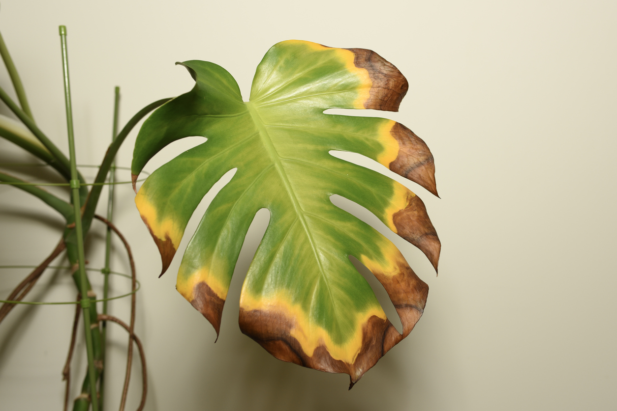 Top 10 Reasons Monstera Leaves Turn Yellow