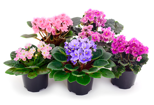 African violets for beginners