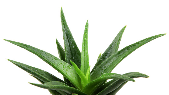 Aloe Plant Care