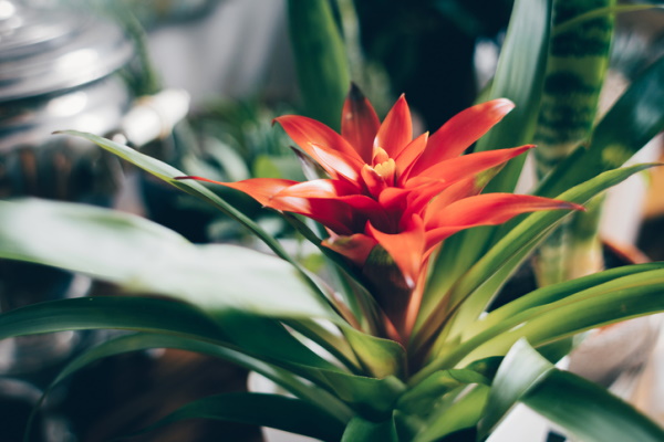 How to Take Care of a Bromeliad