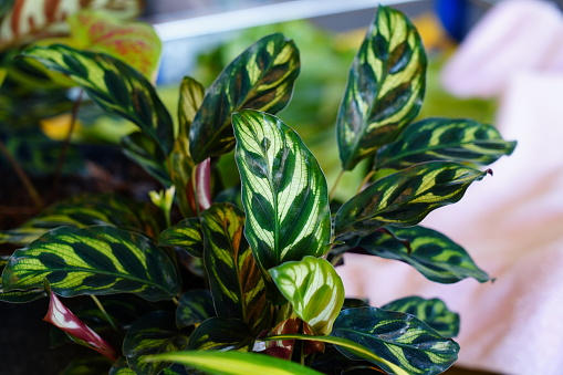 How to Care for Calathea Plants