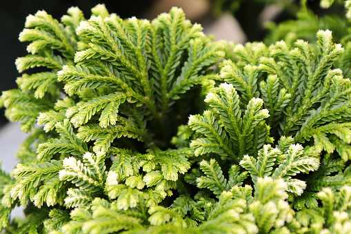 How to Care for Frosty Ferns