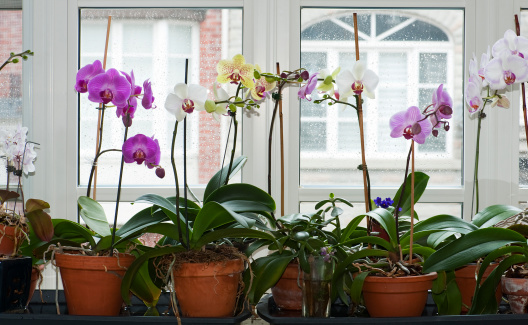 How to Grow Orchids for Beginners