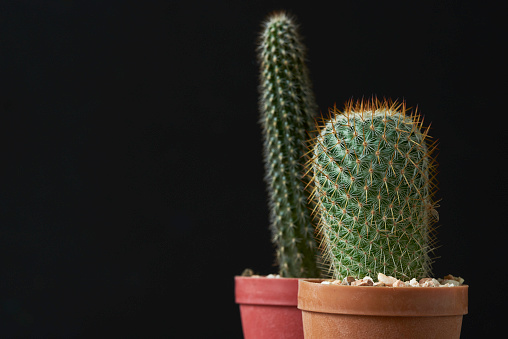 Easy Cactus Care Tips