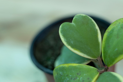 Indoor Hoya Kerrii Care