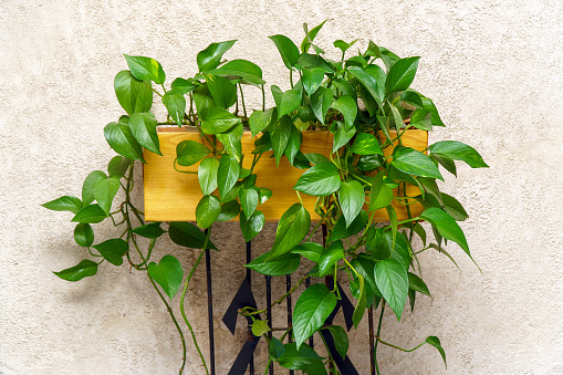 How to Care for Jade Pothos Plants