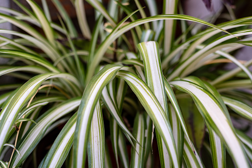 How to Care for Spider Plants