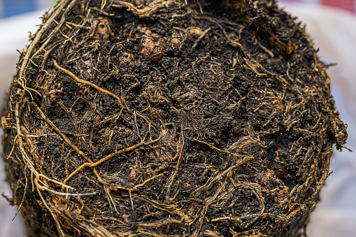 Tips to Identify and Address Root Rot