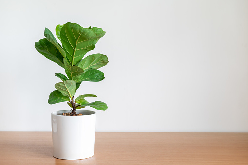 Fiddle-leaf Fig Care Tips