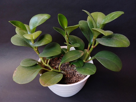 Peperomia Plant Care