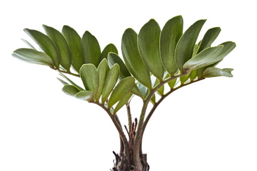 How to Care for Your Zamia Furfuracea 