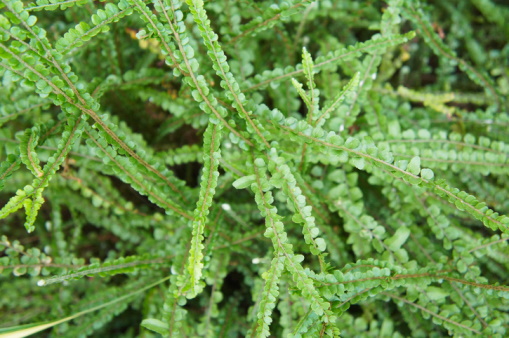 Lemon Button Fern Care