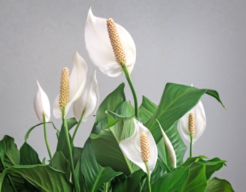 Peace Lily Care and Propagation