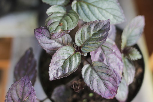 Tips for Growing a Purple Waffle Plant in Your Home