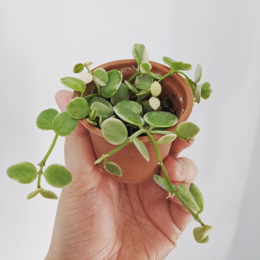 Tips to Care For Your Strings of Nickels Plant