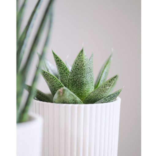 The Gasteria: A Great Low Maintenance Plant for Beginners