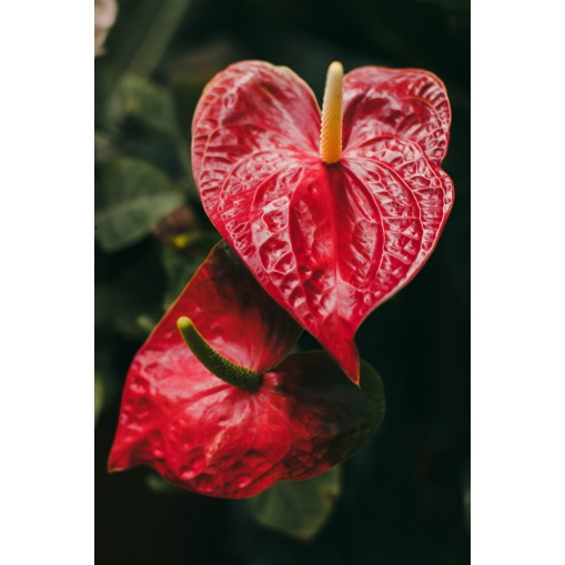 Bring The Tropics Indoors With Anthurium Plants