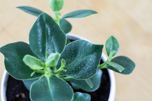 Caring for your Autograph Tree Indoors