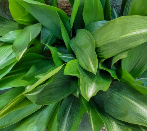 Tips to Care for your Cast-Iron Plant