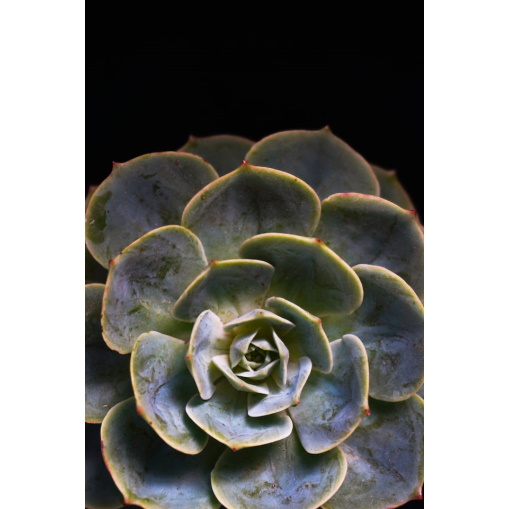 How To Care for your Echeveria Indoors