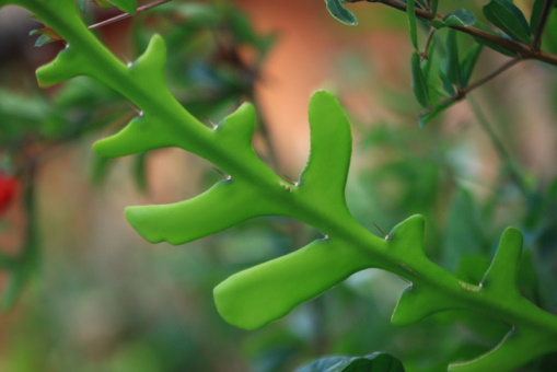 Fishbone Cactus Care 