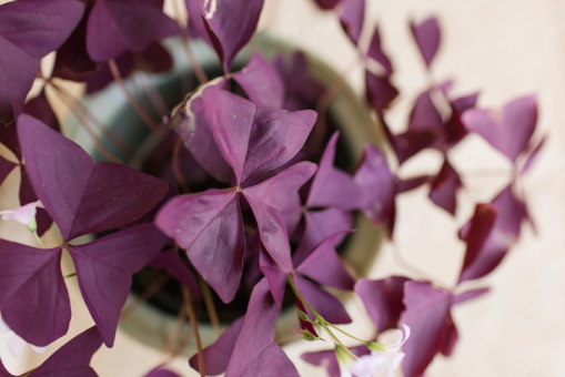 Oxalis: Indoor Plant Care